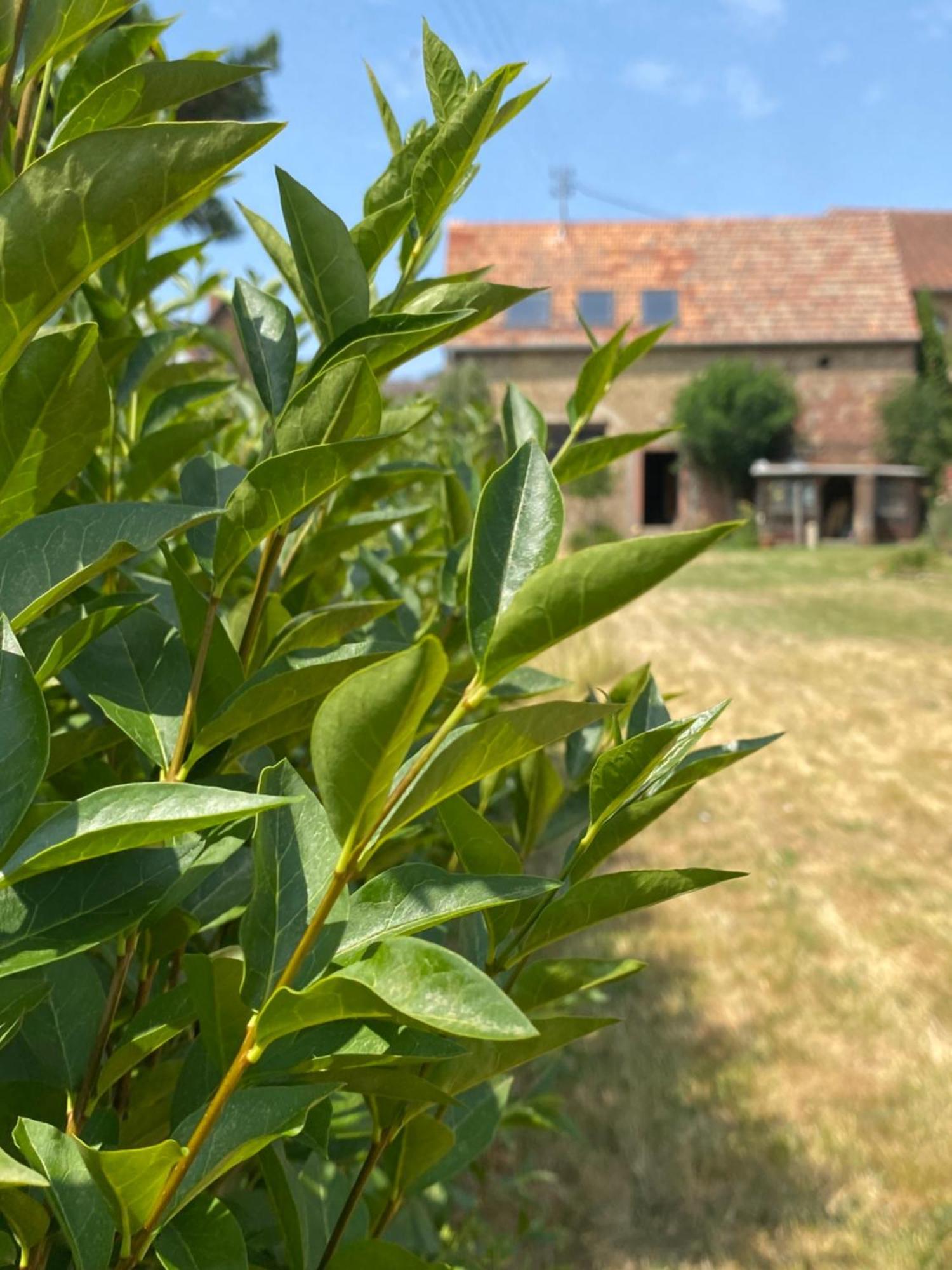 Zum Schockelgaul Gaestehaus Forst an der Weinstrasse Exteriér fotografie